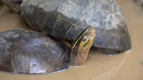 Tortoise-in-the-mud-water-look